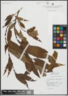 Foto von Salix alba L. x Salix fragilis L.